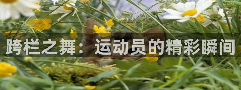 意昂3体育凯捷登陆