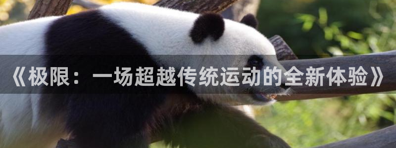 意昂3体育合法嘛：《极限：一场超越传统运动的全新体验》